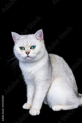 Black Silver Shaded British Short Hair Cat Buy This Stock Photo