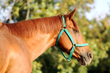 Wall Mural - Head of a young  chestnut horse against natural background