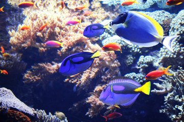 Canvas Print - Underwater scene with tropical fish