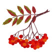 Hand drawn doodle rowan branch with berries isolated on white background. Vector illustration. 