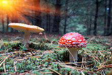 Nice Fly Agaric Mushrooms In Forest