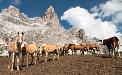 Canvas Print - Horses and cow under Monte Pelmo