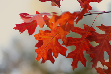 Canvas Print - red maple leaves. autumn leaves closeup. october park scene with tree branch. soft focus.