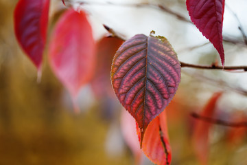 Canvas Print - red autumn leaf closeup. october park scene with tree branch. soft focus. shallow depth of field pho