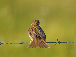 Bird on a barbed wire