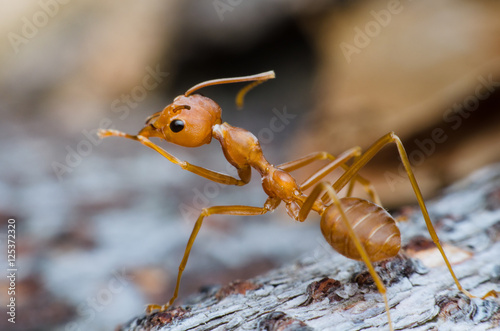Plakat czerwona mrówka stoi na korze drzewa tak samo jak wodza i szuka