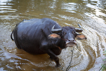 Black buffalo bathing at the ponds.