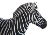  Portrait Zebra