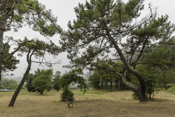 Pinar en Orgtigueira (La Coruña, España).