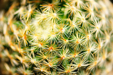 Sphere Shape Cactus Macro Shot