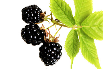 Blackberry on a white background top view of a flat style summer fresh berries