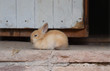 Cute bunny rabbit