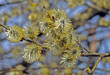 Catkin blooming