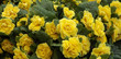 Yellow primula flowers