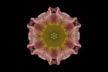 Pink And Yellow Symmetrical Flower On Black
