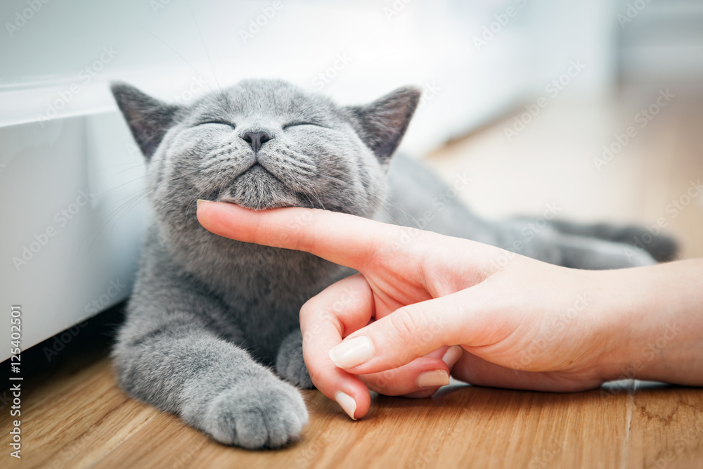 Happy kitten likes being stroked by woman's hand. - obrazy, fototapety, plakaty 