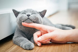 Fototapeta Koty - Happy kitten likes being stroked by woman's hand.