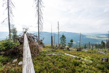 Wall Mural - View to the carpathian mountains from forest