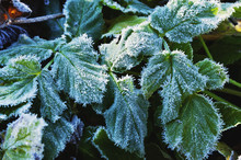 Frost On Green Leaves