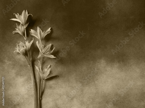 Fotografía Condolence card - gray flowers