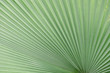 © takorn - Line and texture of green palm leaves