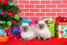 Two Siamese Kittens Siblings, One Laying One Sitting On Red Fur Carpet By Christmas Tree, Decorated With Yarn Balls And Lights, With Presents Around Them, Brick Wall Background