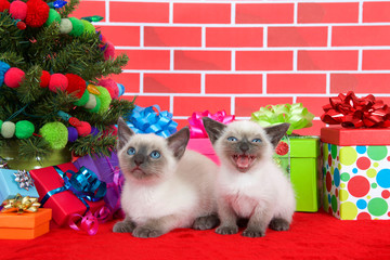 Two Siamese kittens siblings, one laying one sitting on red fur carpet by christmas tree, decorated with yarn balls, lights, presents around them, brick wall background. Small kitten meowing loudly