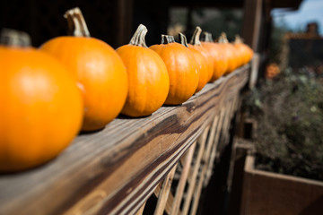 Colorful,variety of pumpkin yard farm ready for carving Jack O L