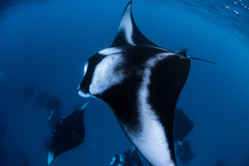 Wall Mural - Manta Rays in Hanifaru bay