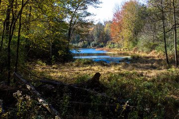 Wall Mural - Muscatatuck National Wildlife Refuge in Indiana