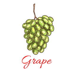 Wall Mural - Grape bunch of green, white grapes. Sketch icon