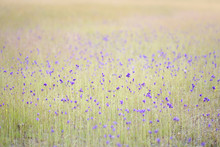 Utricularia Delphinioides Flower Field Background