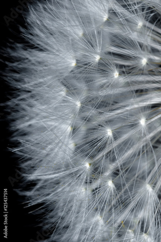 Obraz w ramie Dandelion with seeds on black