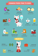 Common Foods Toxic To Dogs Infographic.illustration