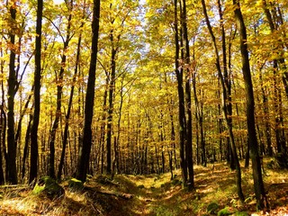 Wall Mural - Yellow colorful leaves on deciduous trees in deciduous forest in wild nature during autumn