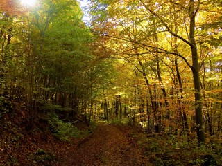 Wall Mural - Yellow colorful leaves on deciduous trees in deciduous forest in wild nature during autumn