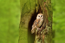 Barn Owl (Tyto Alba) In The Tree Cavity