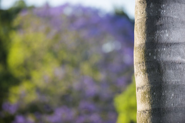 Wall Mural - Colourful jacaranda tree in bloom in Brisbane, Queensland.