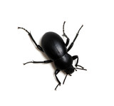 Fototapeta  - black beetle on white