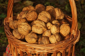 Wall Mural - Fresh walnuts in a basket      