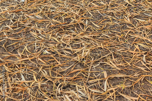 Dry Bamboo Leaves Turning Brown Texture On Ground Buy This Stock Photo And Explore Similar Images At Adobe Stock Adobe Stock