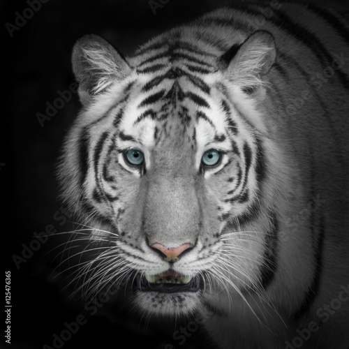 Plakat Biały Tygrys