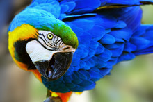Gold And Blue Macaw Close-up. Ara Ararauna