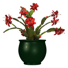 3D Rendering Christmas Cactus Or Schlumbergera On White