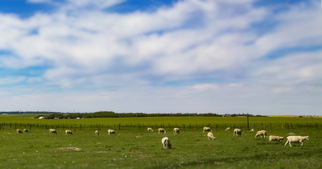 Field of Sheep