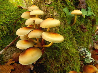 Hypholoma fasciculare (aka sulphur tuft, sulfur tuft or clustered woodlover) growing through the moss on a tree trunk