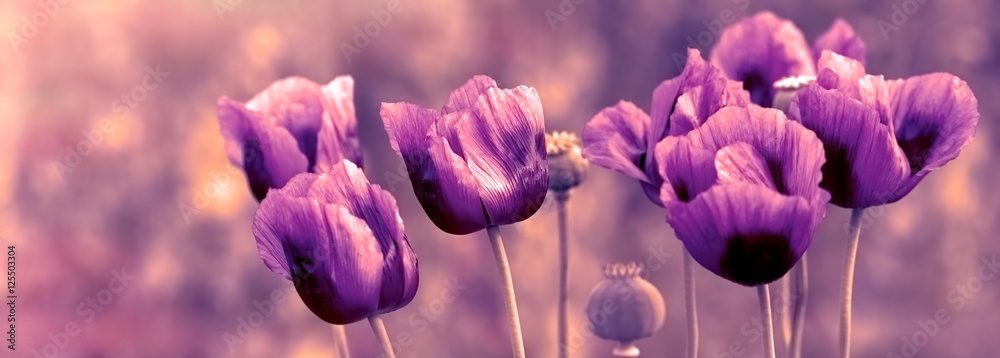 Beautiful purple poppy flowers in meadow  - close-up - obrazy, fototapety, plakaty 