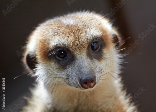 Fotografie, Obraz Meerkat Suricate Suricata Suricatta Face Looking