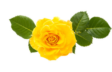 Poster - yellow rose