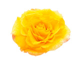 Fototapeta Koty - yellow rose